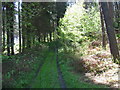 Footpath in Black Bank Plantation