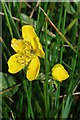 Caltha palustris