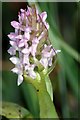 Dactylorhiza praetermissa