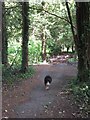 Leaving the yew grove by the main track in Cobblers Pits