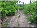 Track into Foxbridge Wood