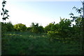 Young trees by the path to Stocks Green Rd