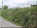 Roadside full of flowers at Brownsland