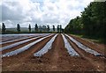 Plastic-covered crops south of Taunton