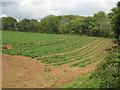 Potato field at Gilly Farm