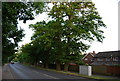 Trees lining London Rd