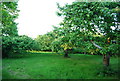 Small orchard, Grange Farm