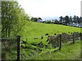 Ballynasollus Townland