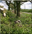 Tree clearance on Bwlchgwynt rd.