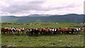 Cattle north of Tombuie Cottage