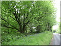 Old coppiced hazels on access land