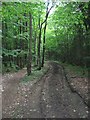 Bridleway in High Castle Wood