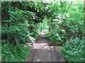 Footpath in Greenhill Wood