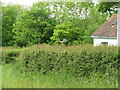 Weather vane in rear garden