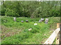TQ3514 : Bee hives north of Plumpton College by Dave Spicer