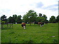 Cattle in Grundisburgh Hall Park