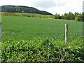 Pittachope Plantation from Balhalvie