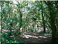 Woods off Bucklesham Lane