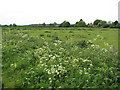 View across pastures