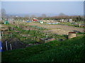 Allotments at Chardstock Lane