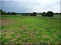 SU7113 : Field south of Blendworth by Chris Gunns