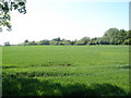 Lush fields and Woodland