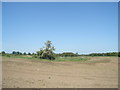 Dewpond near Grove Farm