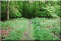 Forest Footpath