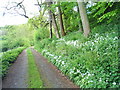 Bridleway/farm track near Burnfoot in the South Tyne Valley