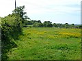 Hedgerow near Stone