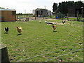 Chickens and Geese at East Wolves Farm