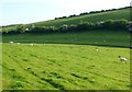 Sheep near Cheselbourne