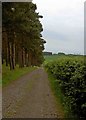 Downhill trail alongside the forest