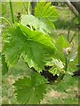 Vine Leaves and Flower Buds in Hale Valley Vineyard