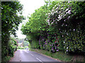 Floral approach to Holmbury St Mary