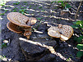 Bracket Fungi