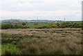 Wetland east of the Carreglefn road