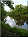 The river Coquet, Warkworth