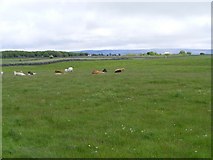 M4308 : Cattle in pasture - Shessy South Townland by Mac McCarron