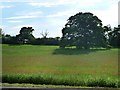 Field south of Horndean