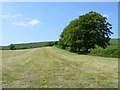 Freshly Mown Field near Folly