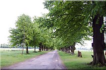 TL8647 : Avenue of Lime Trees, Kentwell Hall by Trevor Harris