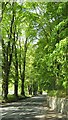 Avenue of limes, Moulin