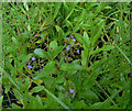 Flora in Wilwell Farm Cutting Nature Reserve (3)