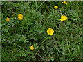 Flora in Wilwell Farm Cutting Nature Reserve (6)