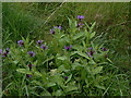 Flora in Wilwell Farm Cutting Nature Reserve (10)