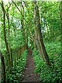 Public footpath through wood