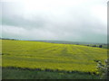 Wylye Valley : Oilseed Rape Field