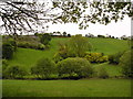 Spring in Ceredigion