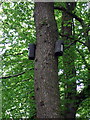 Bat boxes at Coed Pengelli